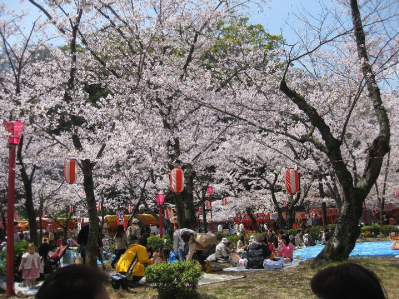 cách ngắm hoa hanami như người nhật bản